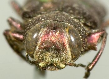 Media type: image;   Entomology 2686 Aspect: head frontal view